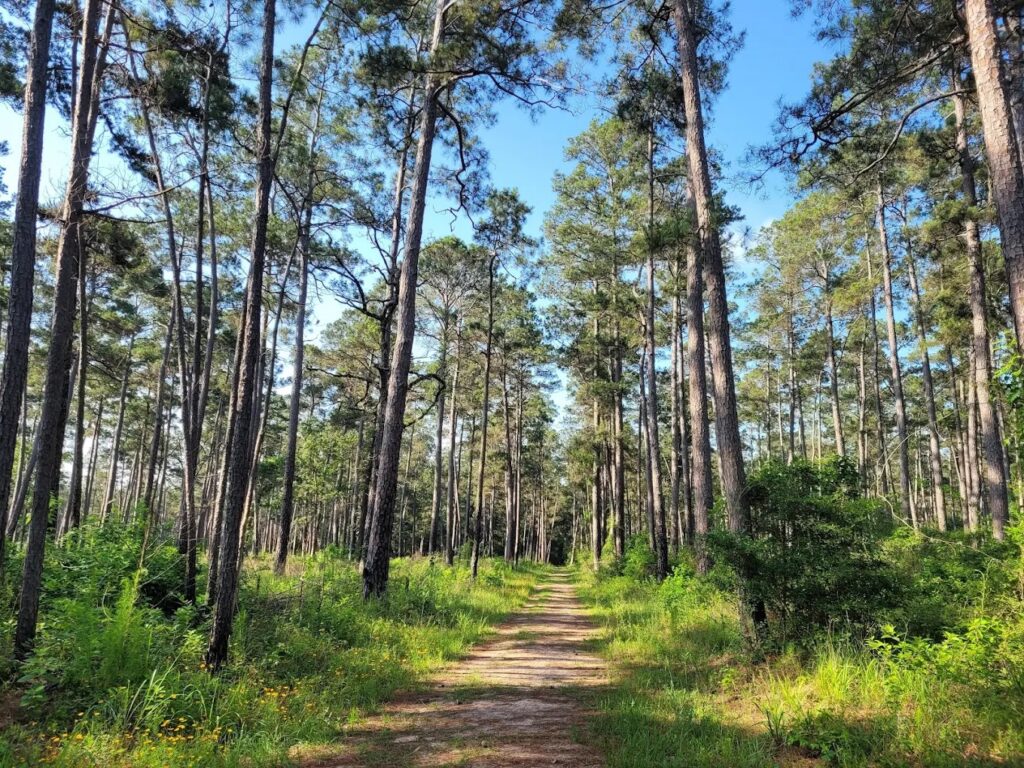 Jones Forest 3