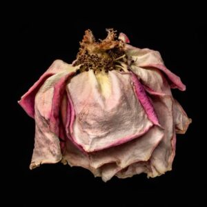 Patti Gary Refocus winner Rose 3