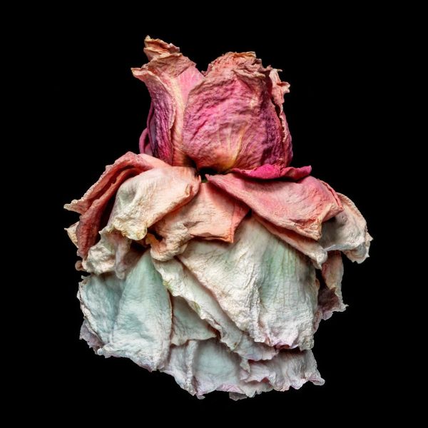 A dried rose in Patti Gary's award-winning series, "Rose Couture." (Photo by Patti Gary)