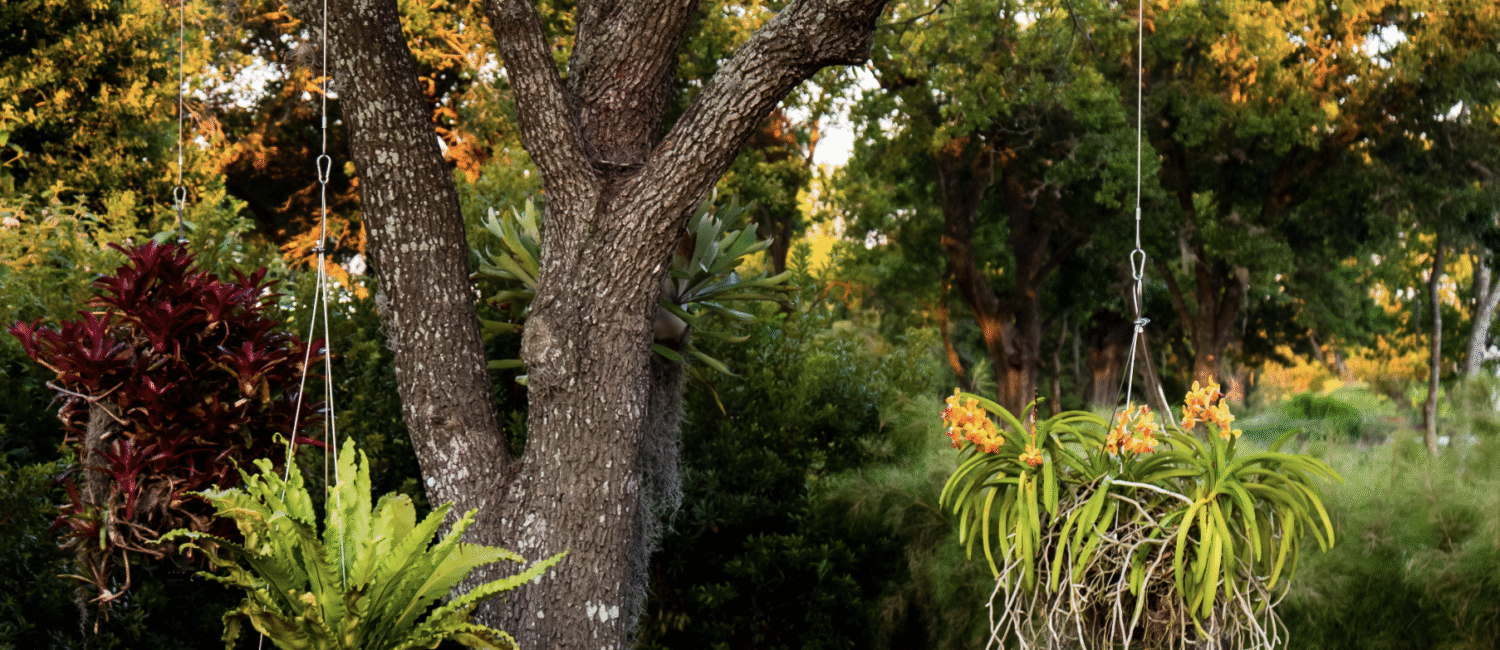 Hanging plants help set the green scene Houston Botanic Garden .(Photo by Lance Childers)