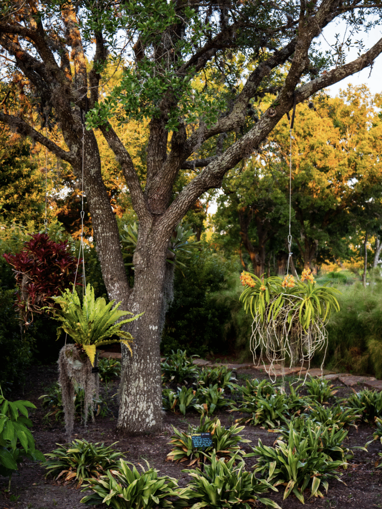 Hanging plants help set the green scene Houston Botanic Garden .(Photo by Lance Childers)