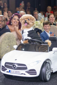 Teddy in the car photo Jacob Power