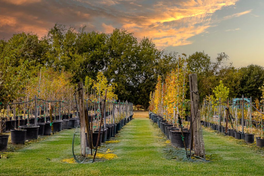 A tree farm at 3100 Trail's End in Brenham (Photo by Courtesy of Nan & Company Properties)
