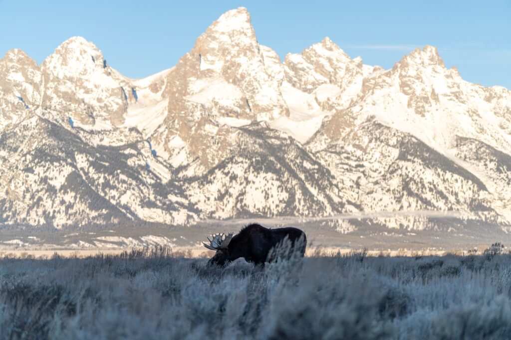 Jackson Hole's proximity to some of the most important protected land in the country make visiting a must. (Photo by Four Seasons Jackson Hole and Chris Polys)