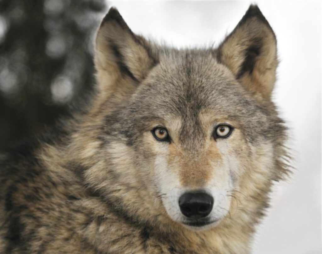 In the winter, Four Seasons Jackson Hole's Day With the Wolves expedition in Northern Yellowstone offers a rare opportunity to observe wolf packs in their natural habitat remains a favorite excursion booked by guests. (Photo by Four Seasons Jackson Hole and Chris Polys)