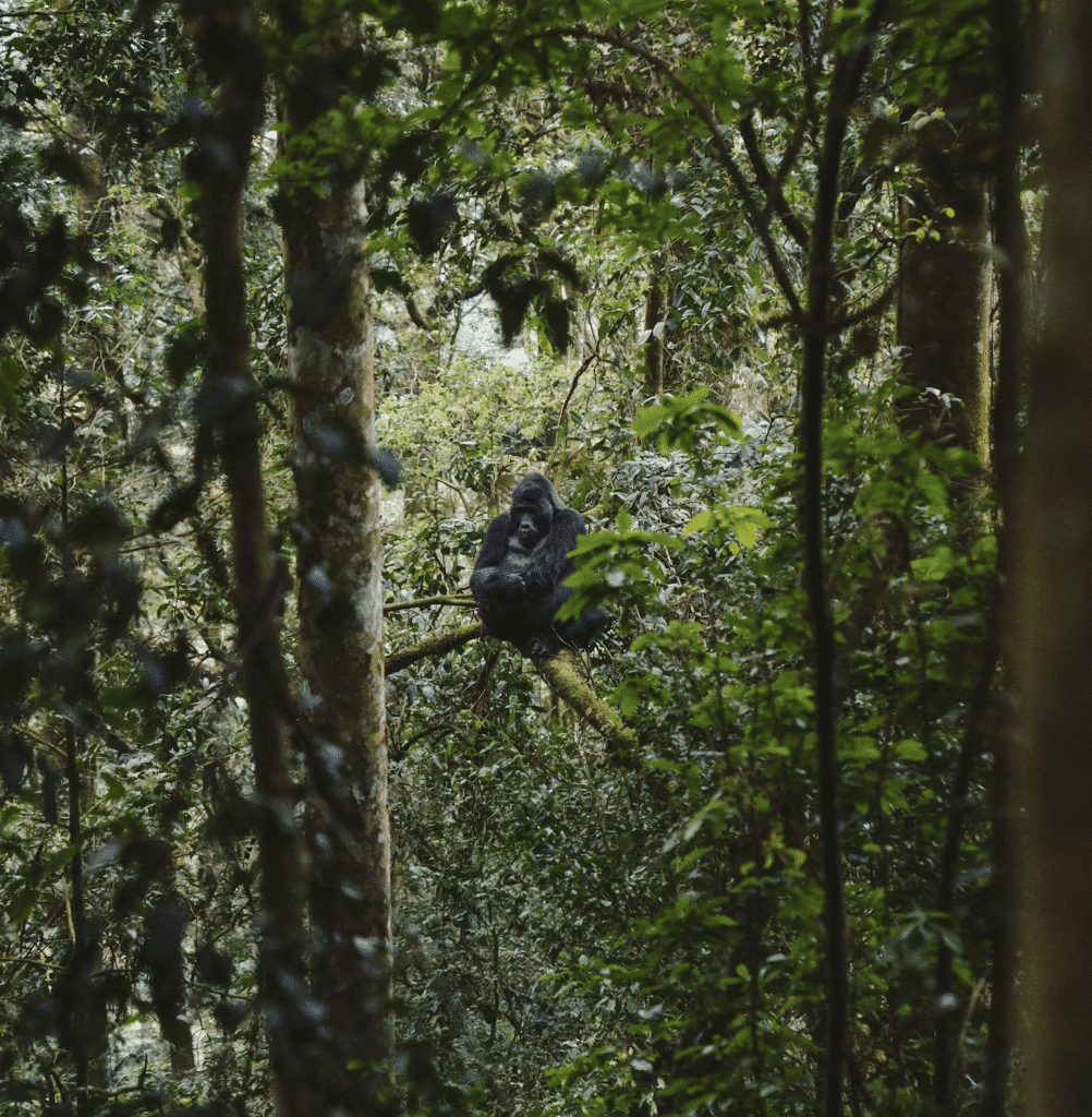 Gorilla trekking in Uganda’s Bwindi Impenetrable Forest is a once-in-a-lifetime wildlife experience