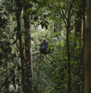 Gorilla Trekking Bwindi Impenetrable Forest