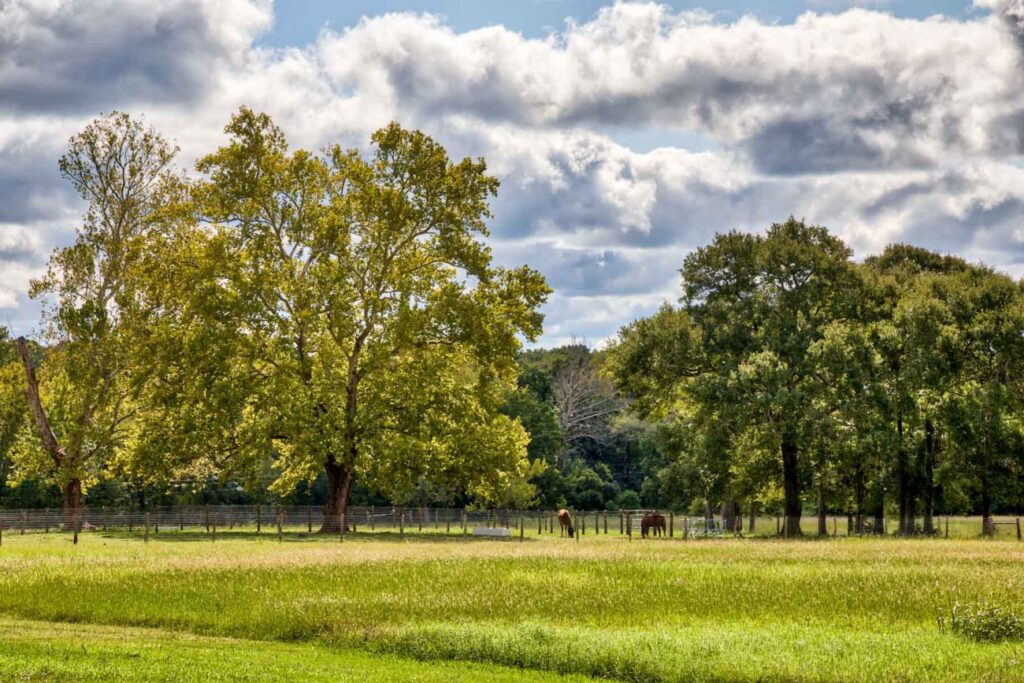Pecan grove at Whitehall Ranch