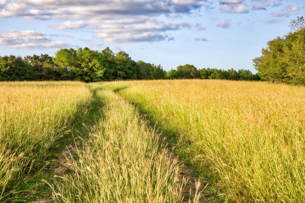 Clean hay meadows and coastal fields on Whitehall Ranch create potential for both horses and cattle.