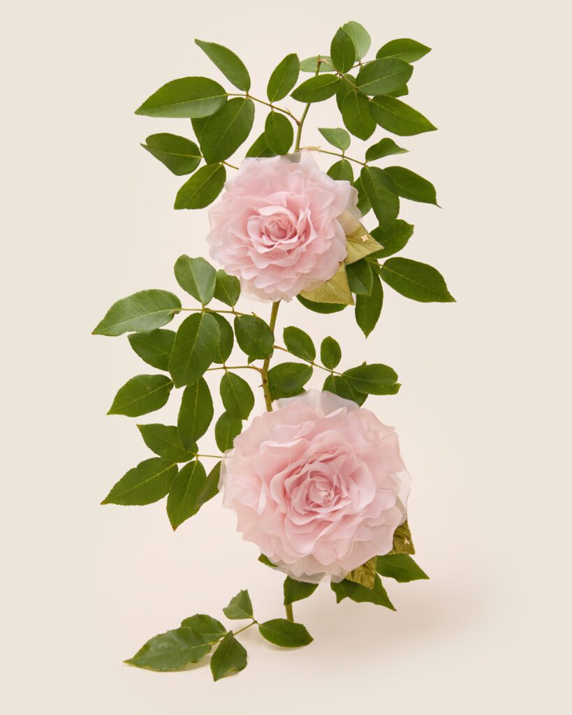 Helena Simone Small Gardenia brooch and the Large Pink Rose