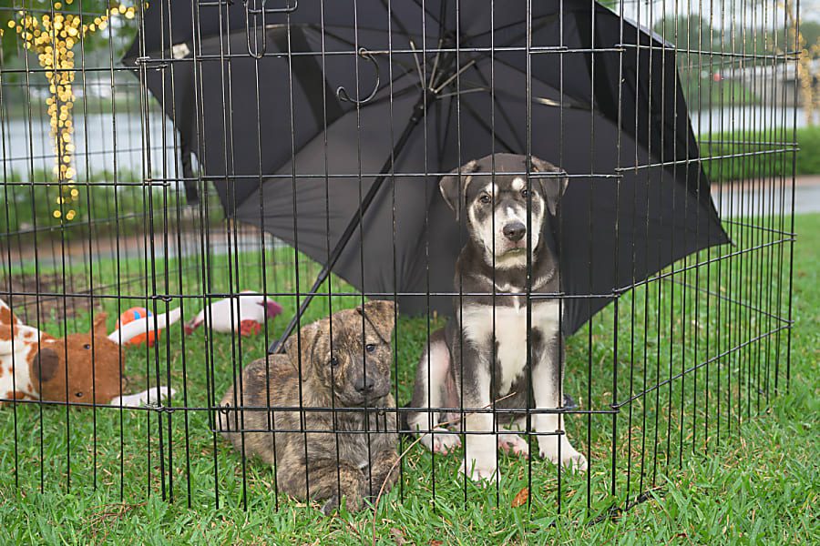 Rescues