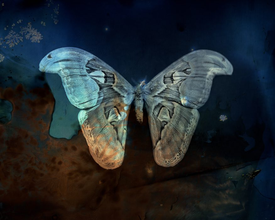 Keith Carter’s "Blue Atlas Moth," 2012 (Courtesy of the artist)