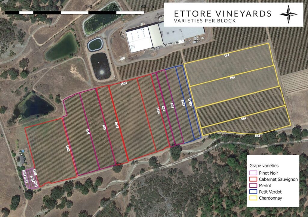 Five varieties: The Ettore estate vineyard comprises 35 acres. (Ettore Winery)