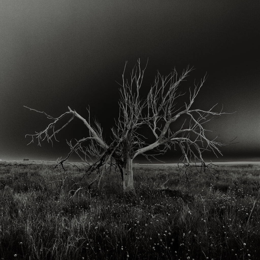 Amache 03, Granada, Colorado (from the series Witness Trees, 2022–2023)