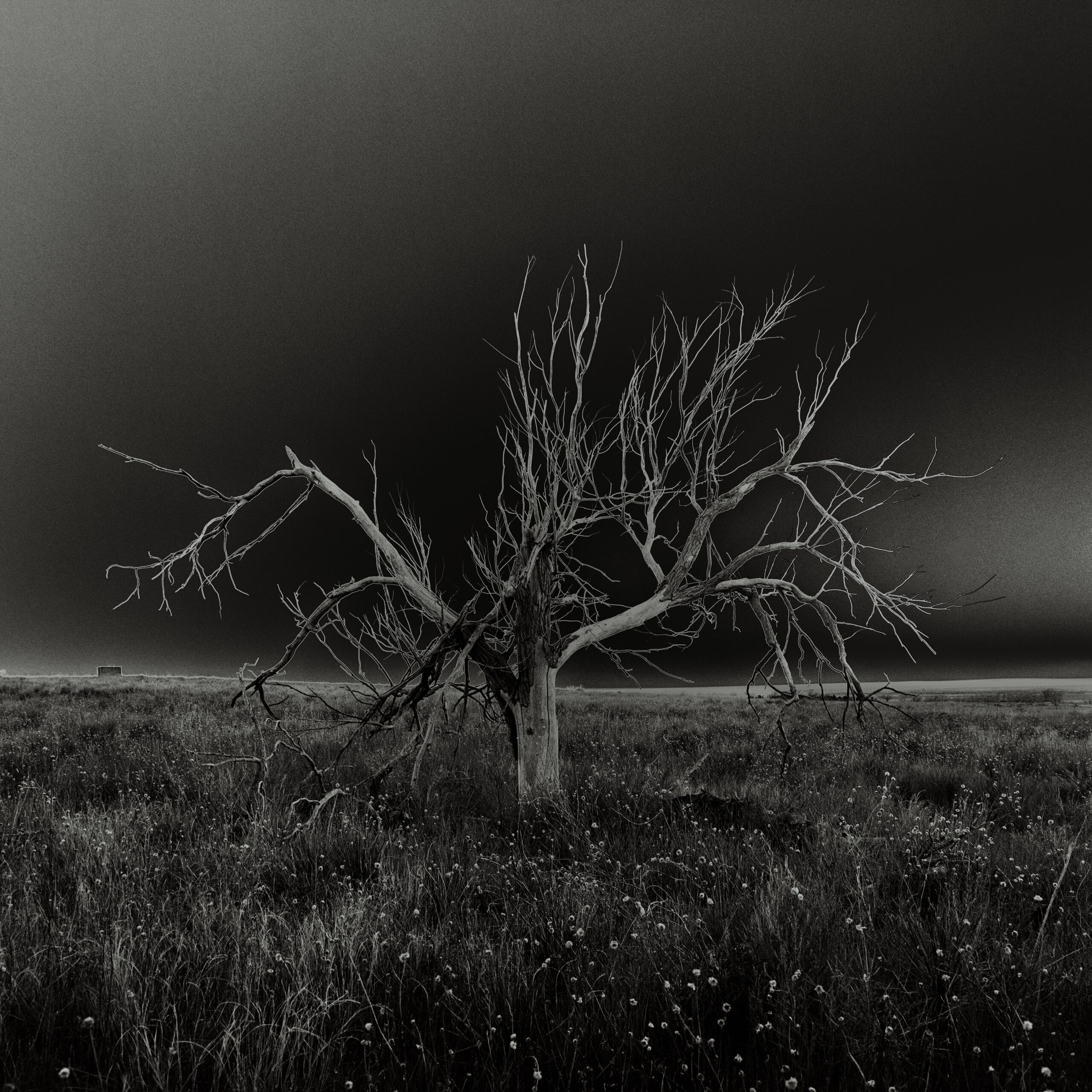 What the Trees Remember — Osamu James Nakagawa's Haunting Images