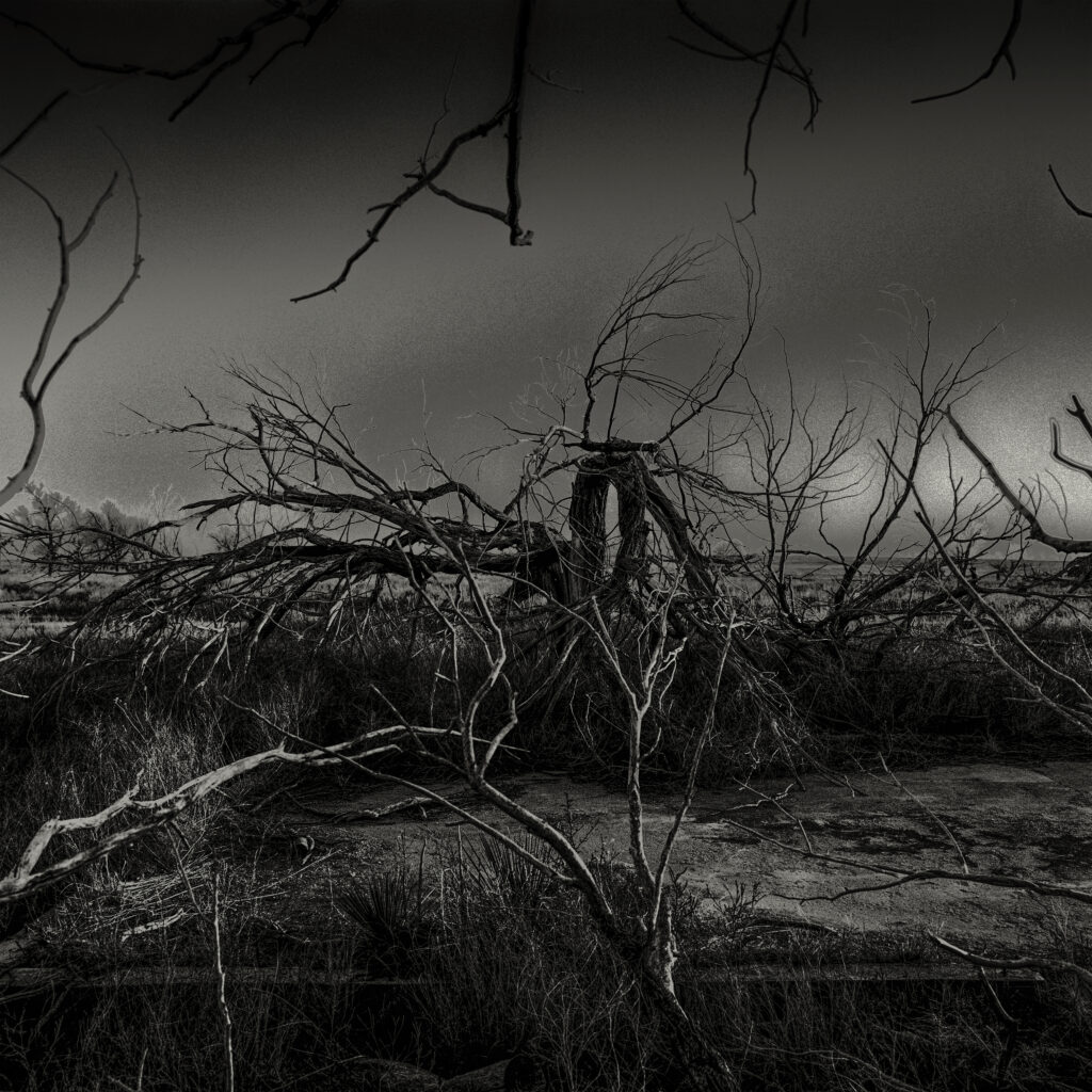 Amache 04, Granada, Colorado (from the series Witness Trees, 2022–2023)