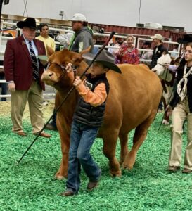 This youngster spent the last year raising this steer from a calf for presentation at the Junior Market Steer Auction. The Rodeo Auction Angeles make sure none of those journeys go to waste.