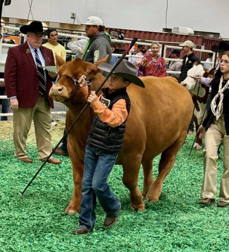 This youngster spent the last year raising this steer from a calf for presentation at the Junior Market Steer Auction. The Rodeo Auction Angeles make sure none of those journeys go to waste.