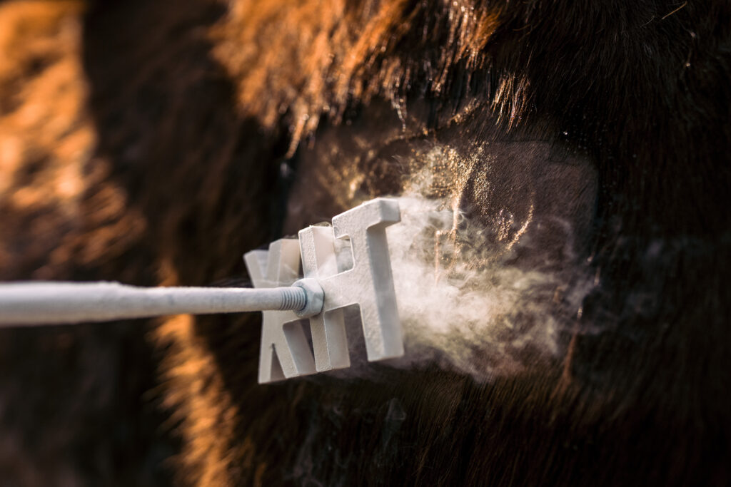 Freeze Branding by Nick Dupuy. (Courtesy)