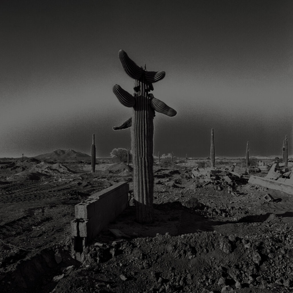 Gila River 01, Rivers, Arizona (from the series Witness Trees, 2022–2023)