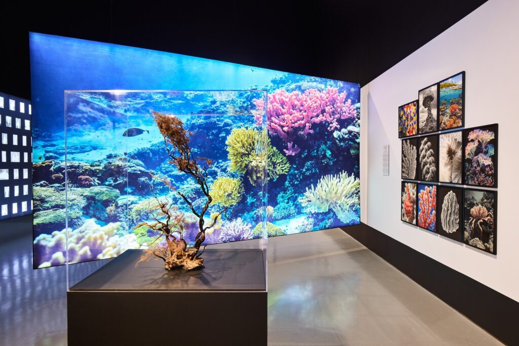 "What Darwin Missed" (series) (2024) by Joan Fontcuberta is featured in the exhibition "Imaging After Photography," which runs through May 9, 2026 at the Moody Center for the Arts at Rice University. (Photo by Alex Marks)