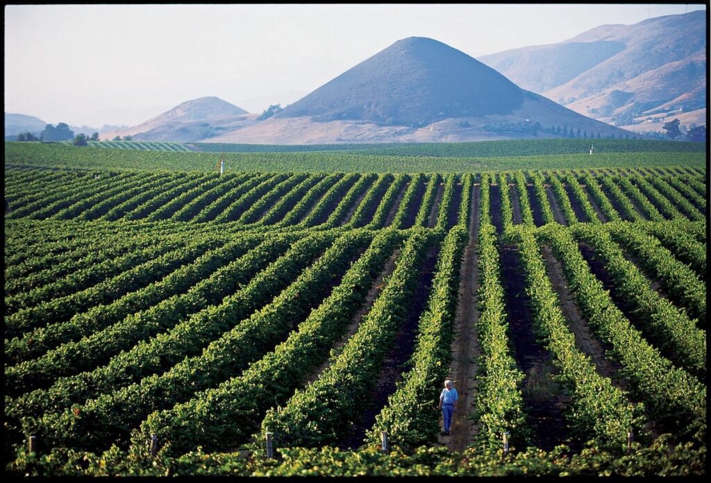 Paragon Vineyard was established in 1973.