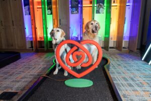 Pluto and Crosby trying their paws at putt-putt (Photo by Jenny Antill)