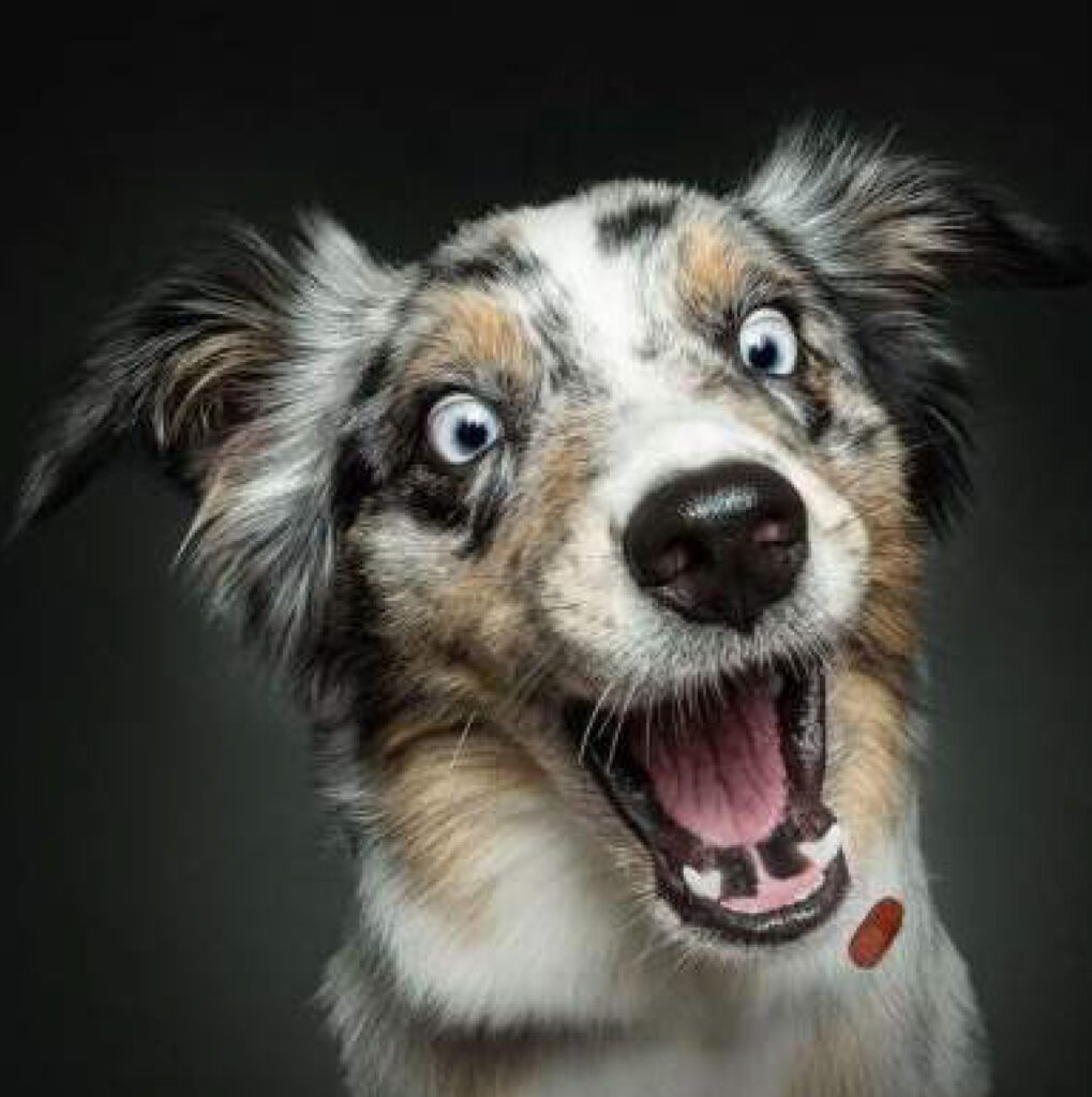 Located in the dog wash space, this work by German photographer Christian Vieler shows a shepherd about to catch a treat. (Photo courtesy of Howard Hughes Communities) 