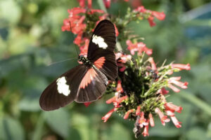 Fort Worth Botanic Garden