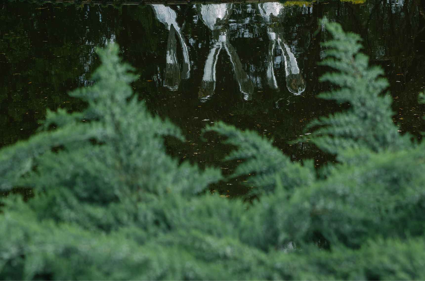 Water reflection with foreground foliage