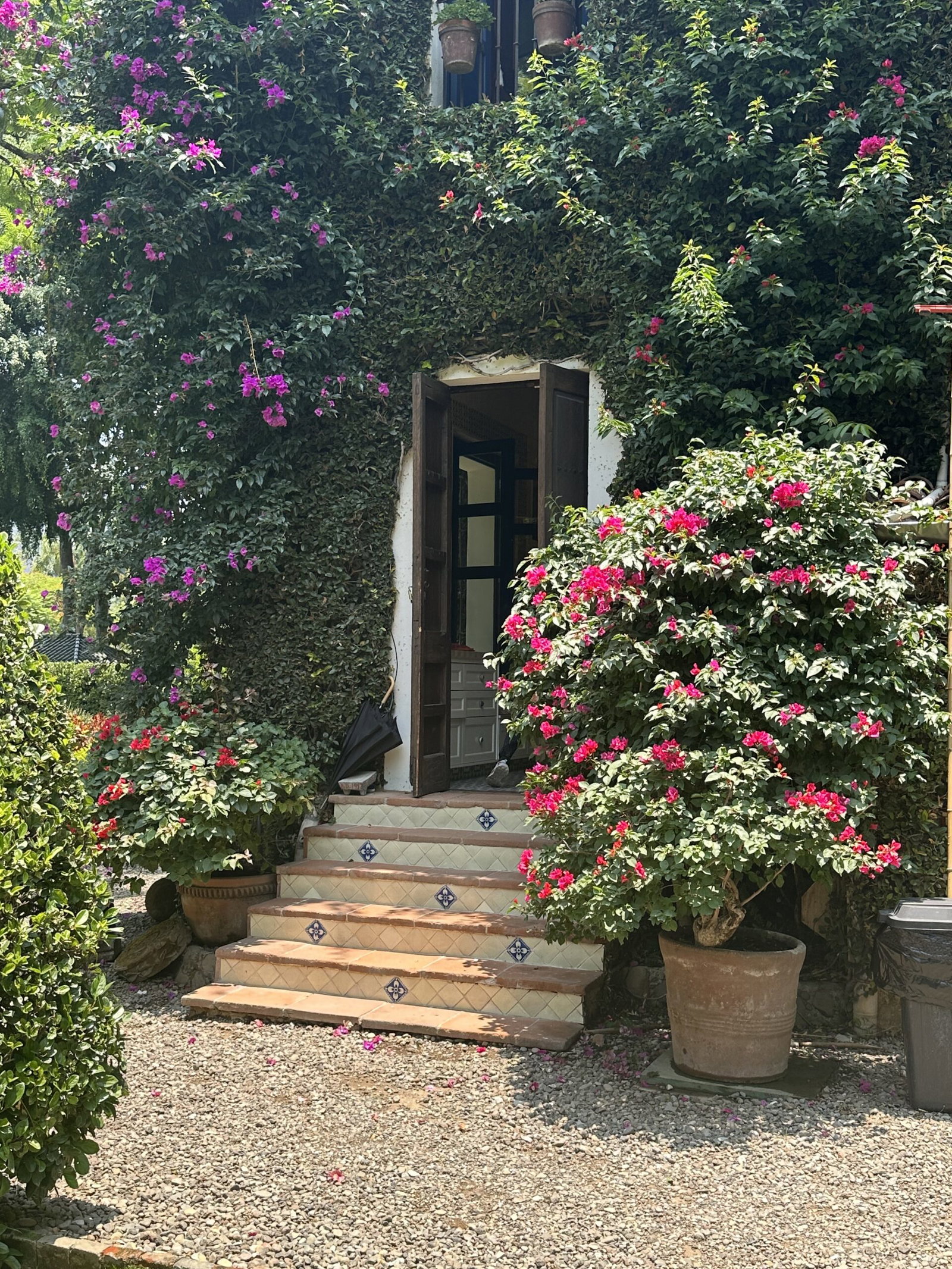 Casa Feronia, bougainvillea