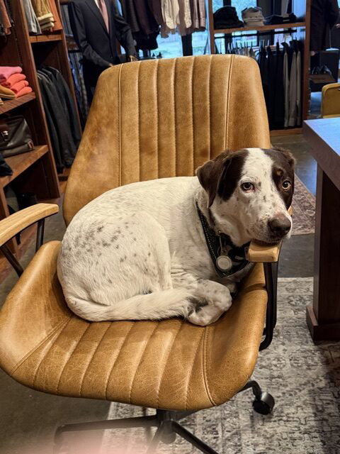 It’s hard not to love Magic, the showroom dog.