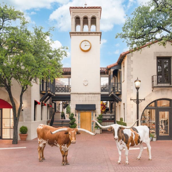 Gray Malin’s New Dallas Photo Series Puts Pups and Longhorns in the Spotlight
