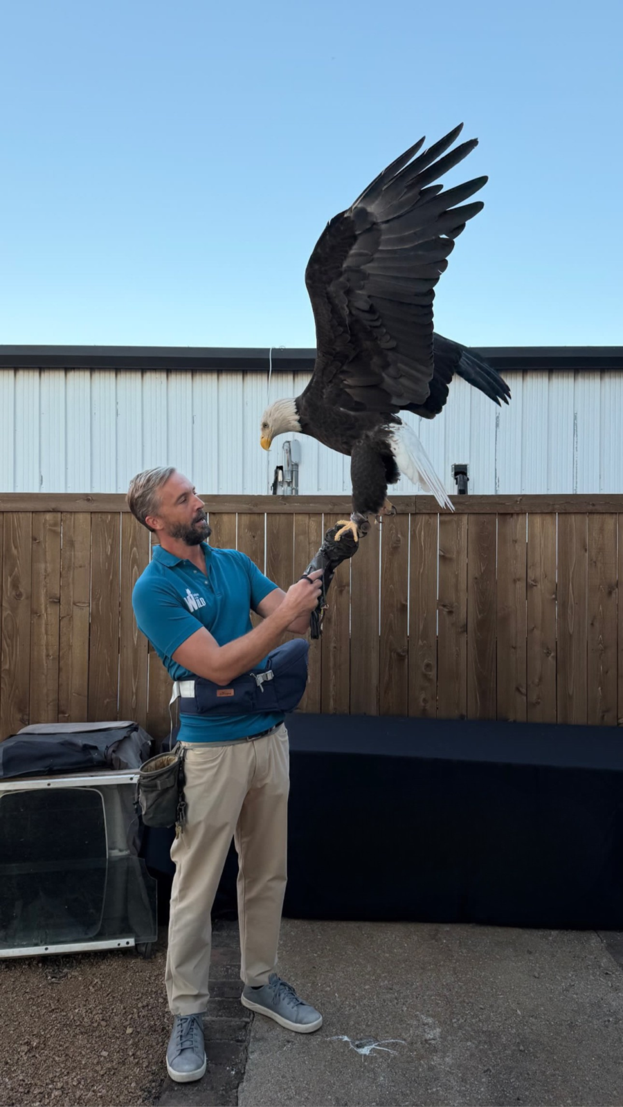 Patronus the bald eagle (Photo by Tamytha Cameron Photography)
