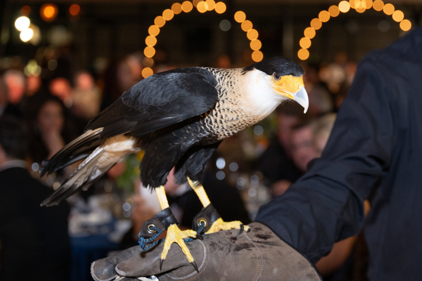 Crested Caracara at Houston SPCA's 2026 Howl-O-Ween Ball (Photo by Wilson Parish)