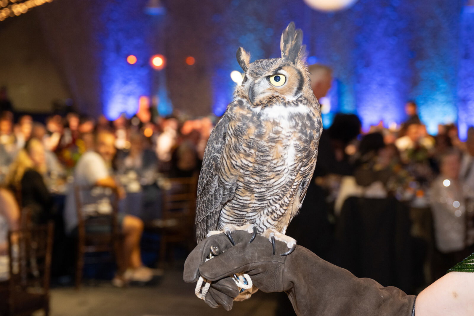 Great Horned Owl at Houston SPCA's 2026 Howl-O-Ween Ball (Photo by Wilson Parish)