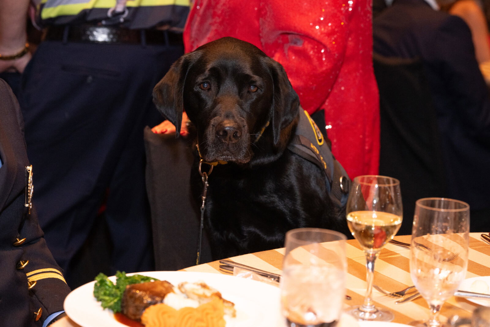 Houston Fire Department ATF K-9 Nellie at the Red Hot Gala (Photo by Wilson Parish)